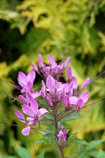 娇艳紫色花朵绽放