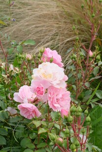 粉色娇艳蔷薇绽放