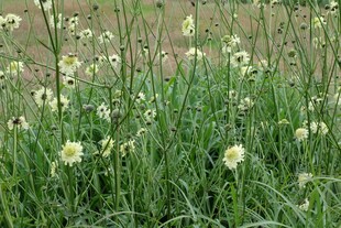 田野中的白色小花绽放