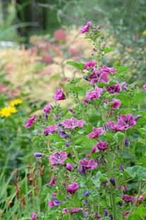 紫色野花绽放于绿意间