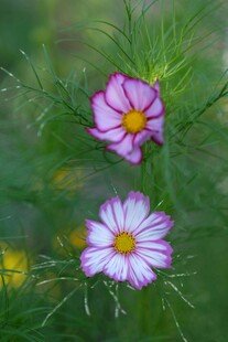 两朵美丽波斯菊