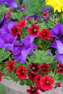 多彩盆栽花卉绽放