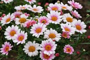 缤纷小雏菊绽放美丽