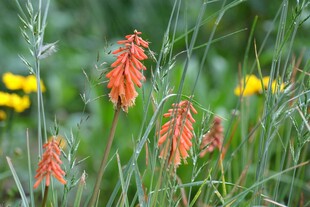 草丛中的艳丽红色花卉