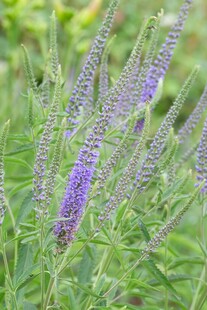 紫色穗状花草特写