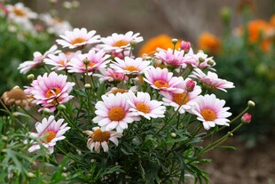 多彩雏菊绽放于花丛中