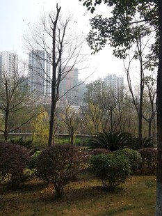 城市公园中的树木景观