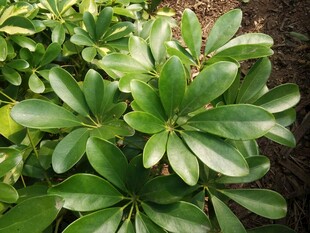 翠绿茂盛的观赏绿植