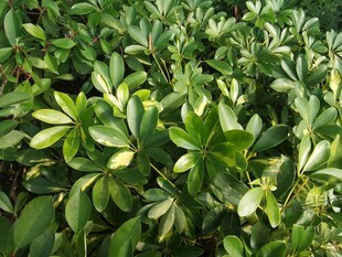 翠绿花叶植物特写