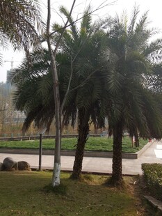 道路旁的高大棕榈树