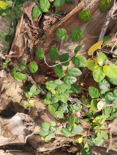 树根旁的翠绿藤蔓植物