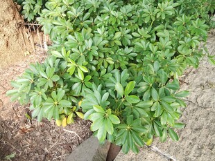 绿叶繁茂的植物