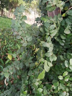 绿叶繁茂的植物景观