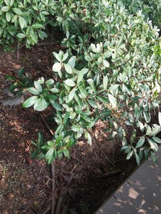 绿叶植物土壤中的生机