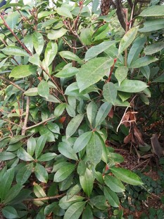 绿叶繁茂的植物景观