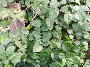 绿叶丛中的青涩果实