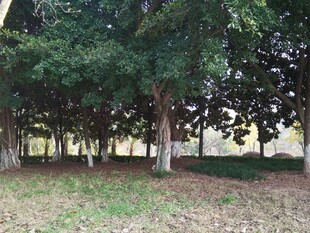 林间草地静谧树木景观