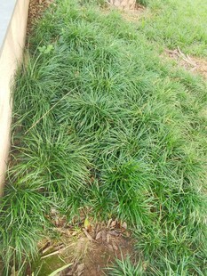 嫩绿草地近景特写