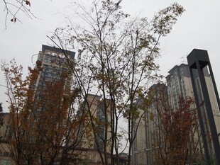 城市中落叶树木与高楼