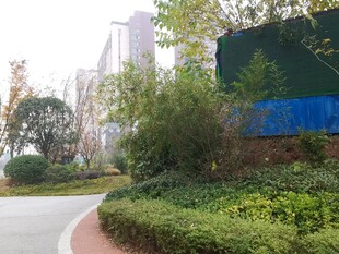 城市路边绿意盎然景观