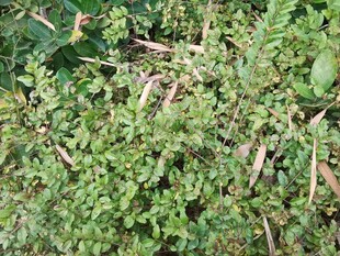 茂盛的绿色植物景观