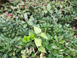 绿叶繁茂的植物景观