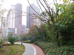 城市中蜿蜒的林荫步道