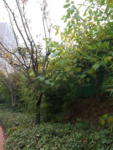 绿意盎然的户外植物景观