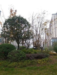 小区绿植景观一角