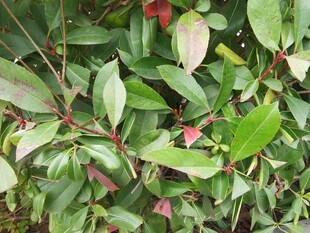 绿叶红边植物特写