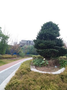 路边绿意盎然的景观树