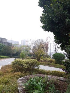 城市中的静谧绿植景观