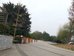 户外林荫小道风景