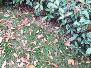 草地落叶与绿植景象