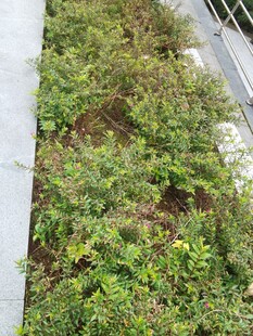 路边绿植景观
