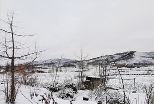 冬日雪景中的萧瑟田野