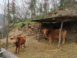 山间牛棚中的两头牛