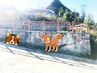 墙边可爱的两只小狗