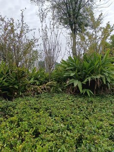 绿意盎然的户外植物景观