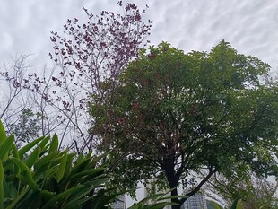 户外繁茂绿植景观