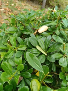 翠绿叶片中的白色花朵