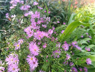 烂漫紫花绽放于绿意间