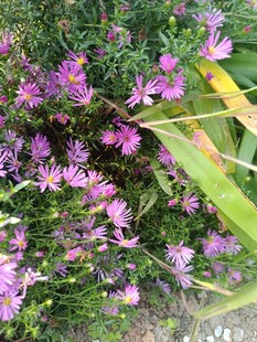 紫色小花绽放于绿叶间