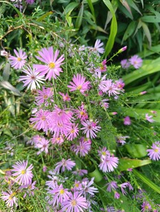 粉色小花绽放于绿叶间