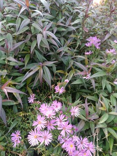 粉色花卉与绿叶植物景观