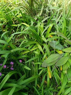 繁茂绿植间的紫色小花