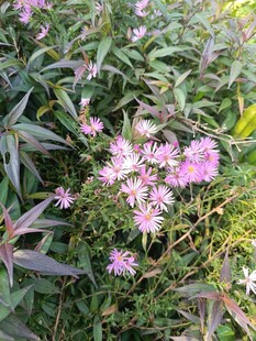 粉色小花绽放于绿叶间