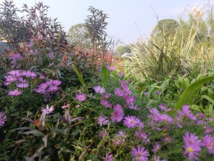 紫色野花绽放于草丛间