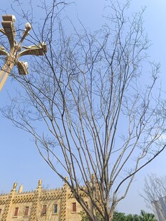 光秃树枝下的古典建筑