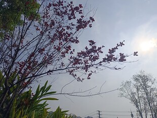 枝头繁花映天际